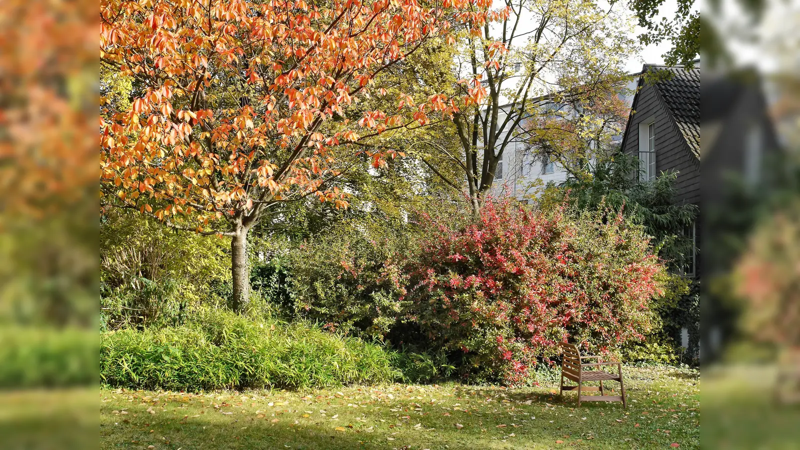 Wer vor dem herbstlichen Laubfall ein Feuerwerk der Farben im eigenen Garten sehen möchte und die herbstliche Pflanzzeit nutzt, um seinen Garten zu verschönern, wählt am besten Bäume und Sträucher aus, deren Laub sich besonders intensiv verfärbt. (Foto: PdM)