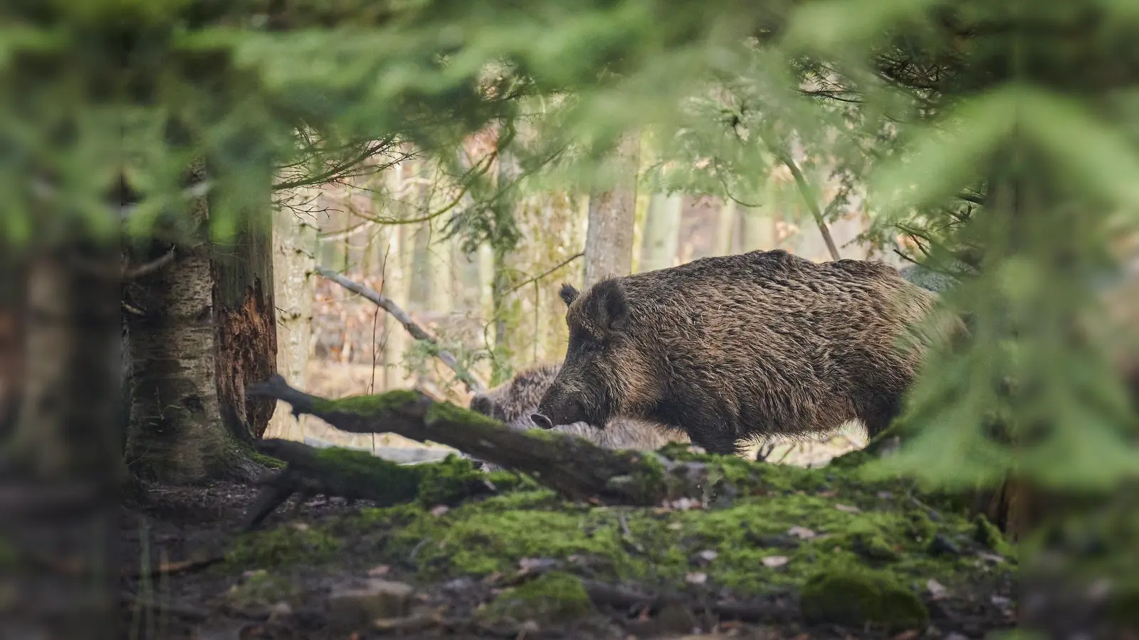 Wildschwein. (Foto: pixabay)