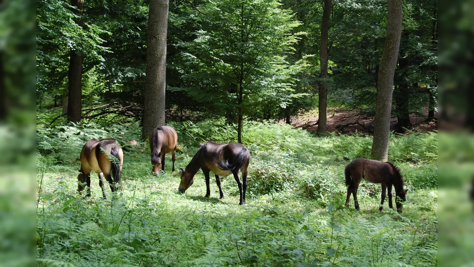 Mit etwas Glück haben Teilnehmer die Gelegenheit, die Heckrinder oder Exmoorponys im Hutewald zu beobachten (Foto: Naturpark)