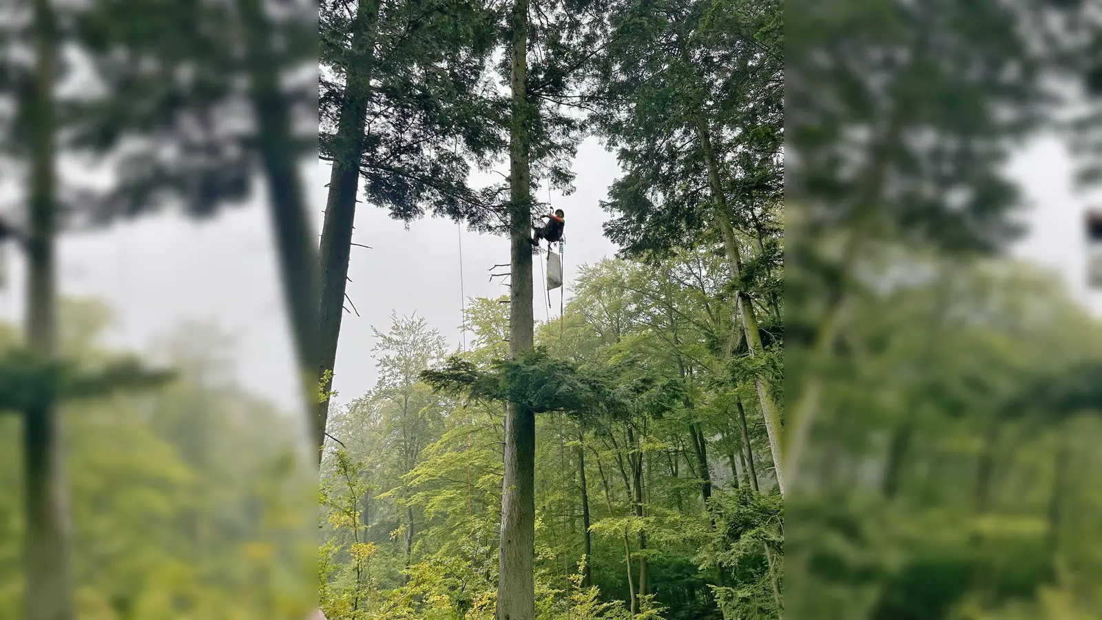 Mit einem Sack voller Zapfen auf halbem Weg unten, aber immer noch 20 Meter hoch: Forstwirt Alexander Wieners vom Regionalforstamt Hochstift. (Foto: Rohmann/Wald und Holz NRW)