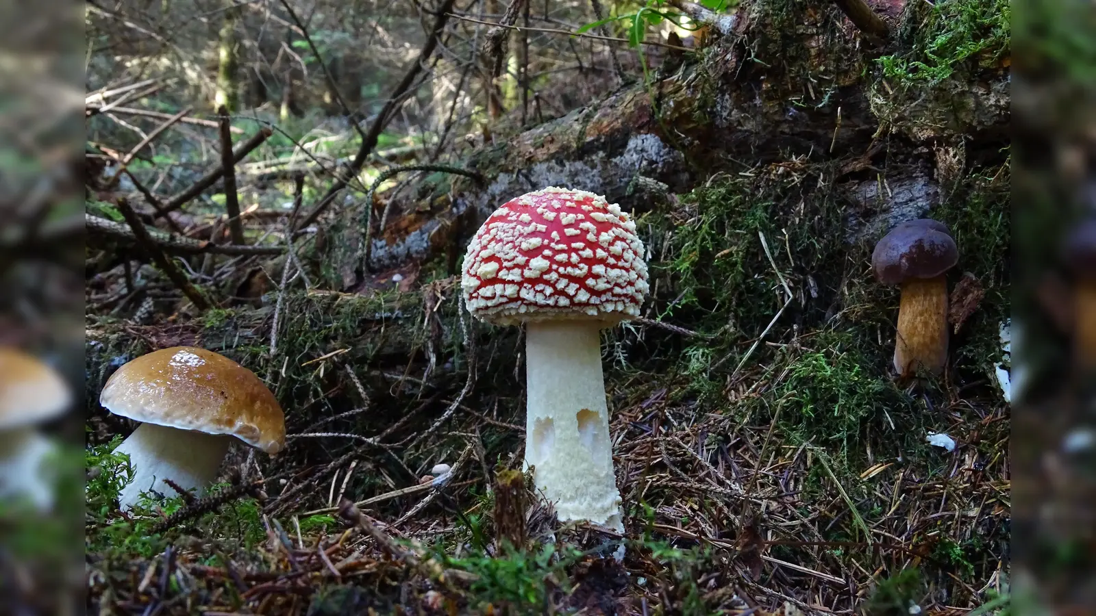 Die Vielfalt der Pilze zeigt sich nicht nur in Farben und Formen, sondern auch in ihren Funktionen in der Natur. (Foto: J. Preller)