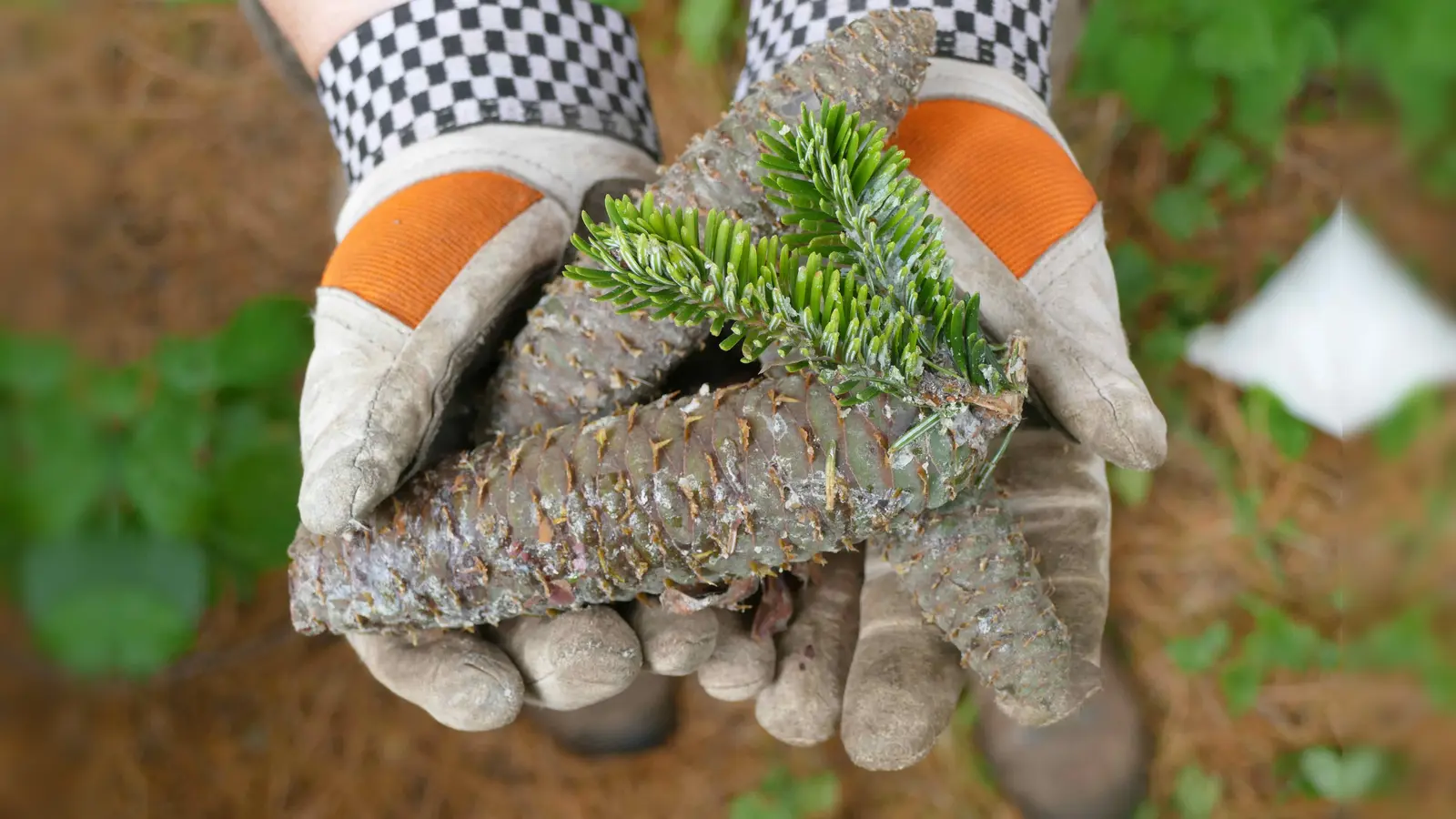 Die Zapfen der Weißtanne nach der Ernte. (Foto: Befeld/Wald und Holz NRW)