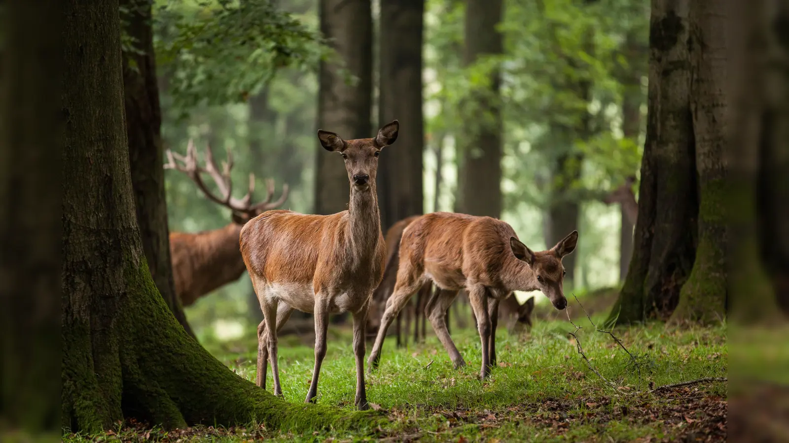 Rotwild im Wildpark unterwegs. (Foto: Niedersächsische Landesforsten)