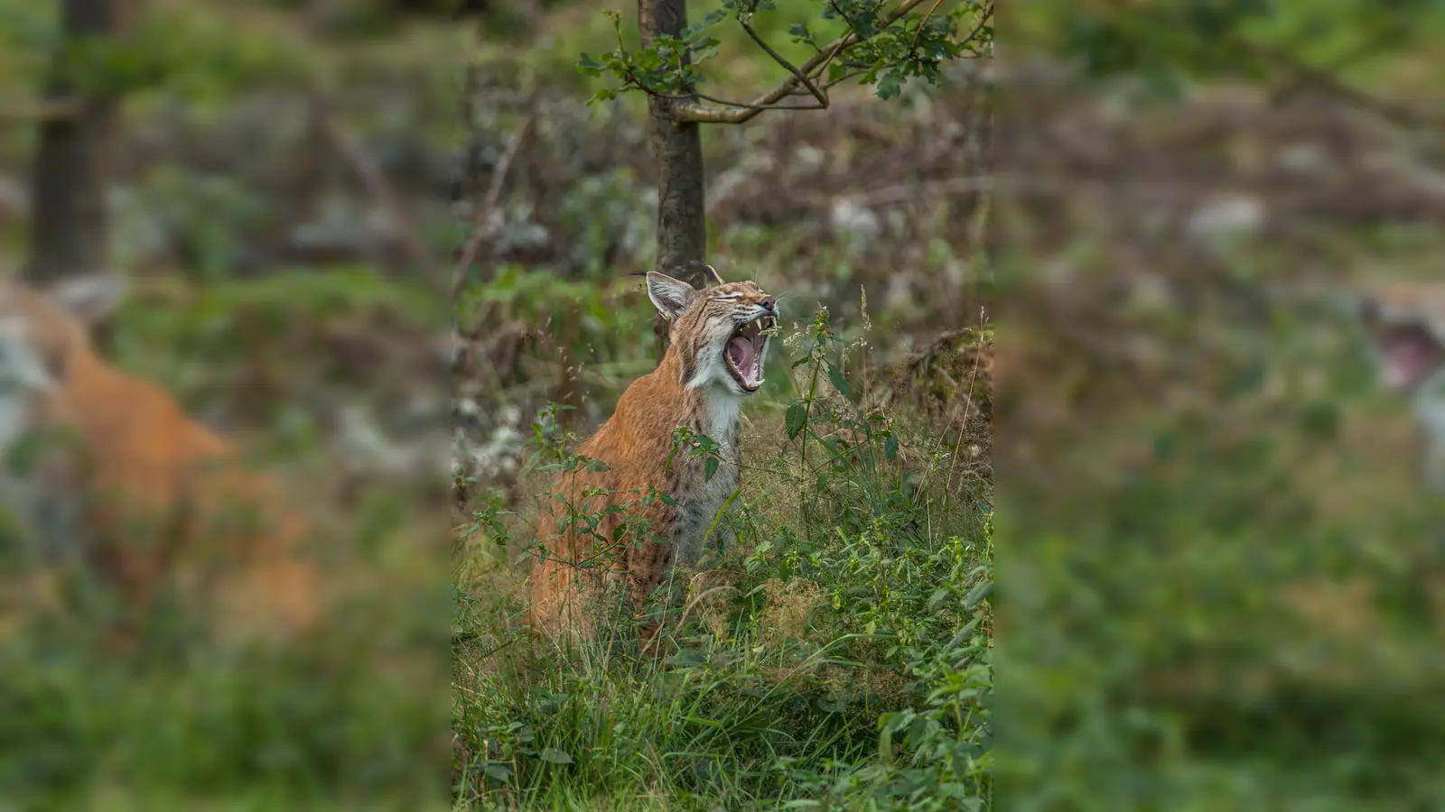 Luchs im Wildpark Neuhaus. (Foto: Niedersächsische Landesforsten)