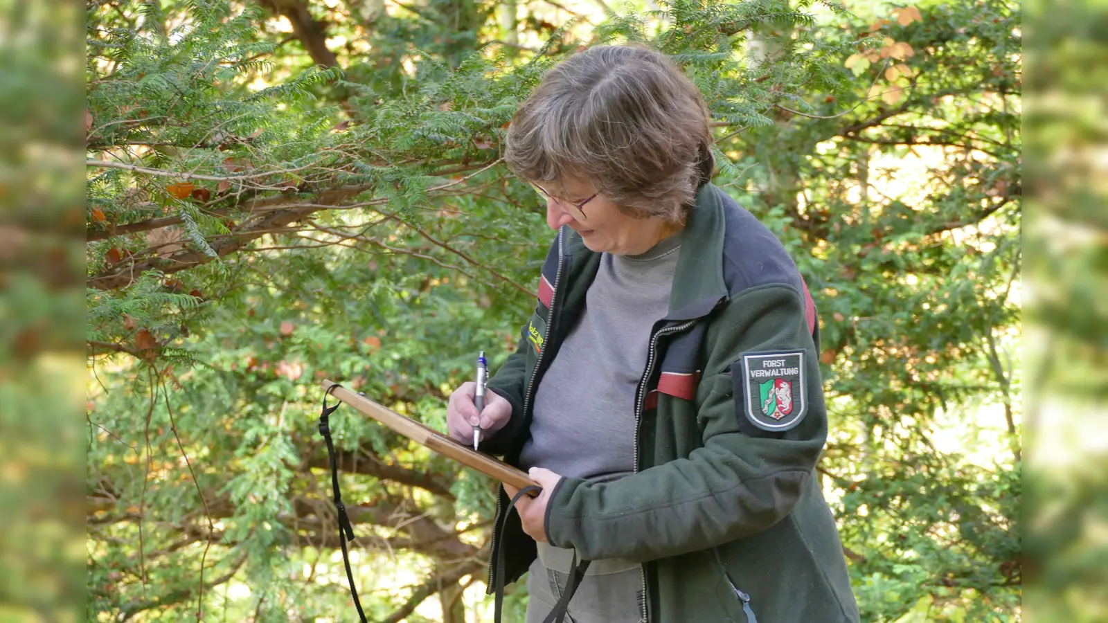 Försterin Friederike Wolff hat alle Eiben auf ihrer Karte im Überblick. Jeder Baum hat eine Nummer, die auch den geernteten Ästen zugeordnet wird.  (Foto: Stefan Befeld – Wald und Holz NRW)