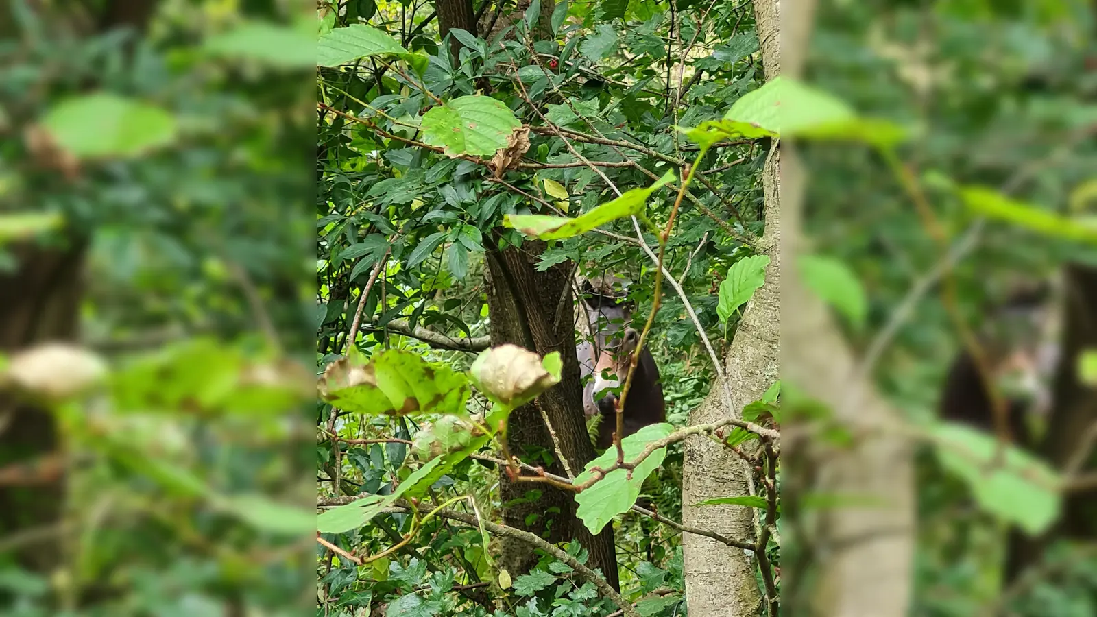 Mit etwas Glück haben Teilnehmer Gelegenheit, die Weidetiere im Hutewald zu beobachten. (Foto: Naturpark)