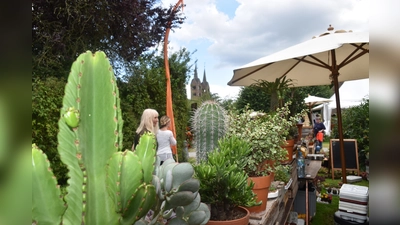 Besondere Pflanzen, wie diese Kakteen gab es beim Gartenfest in Sichtweite zum Welterbe „Westwerk“ zu erwerben. (Foto: Barbara Siebrecht)