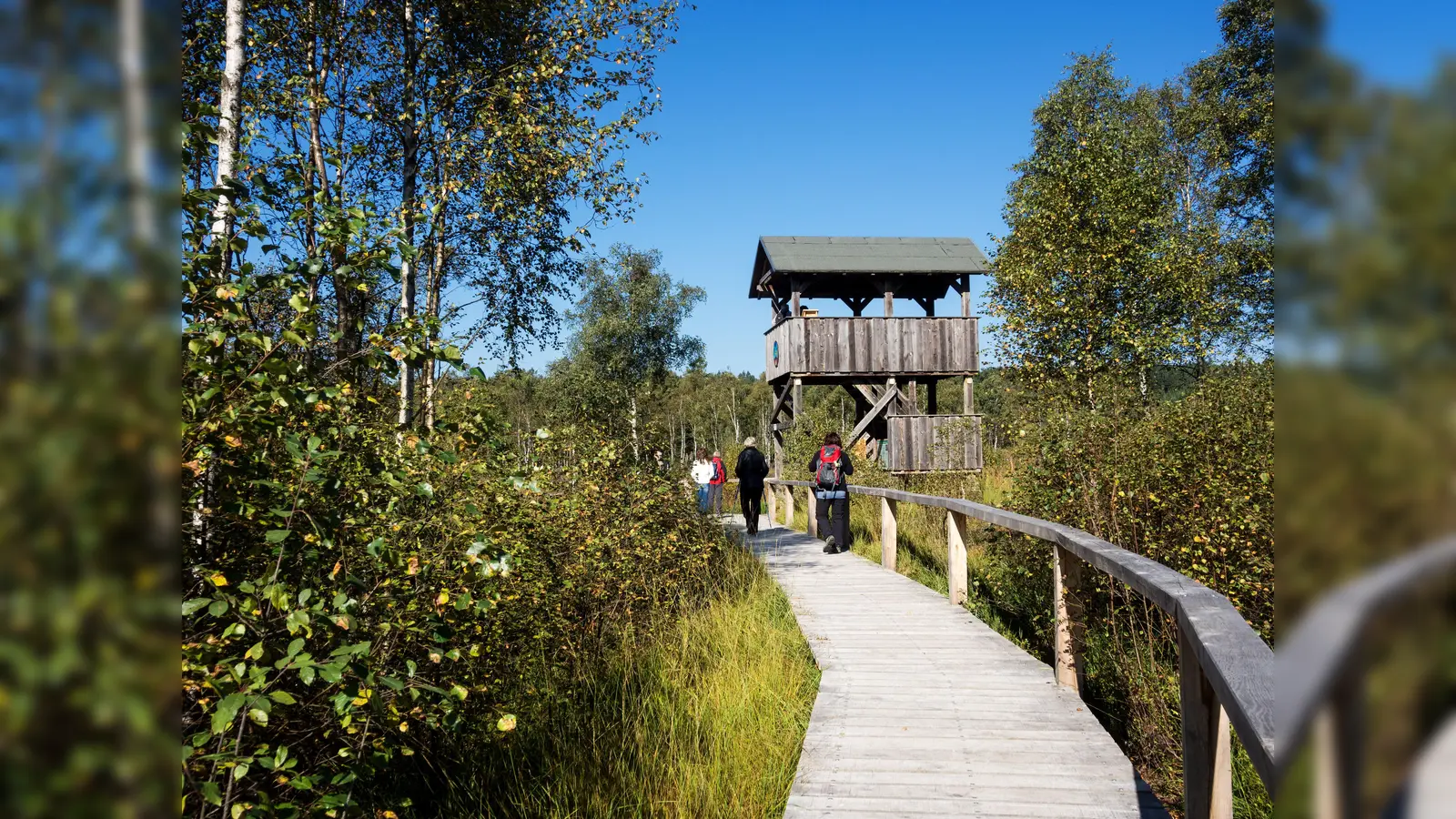 Bei geführter Wanderung geht es durchs Hochmoor. (Foto: privat)