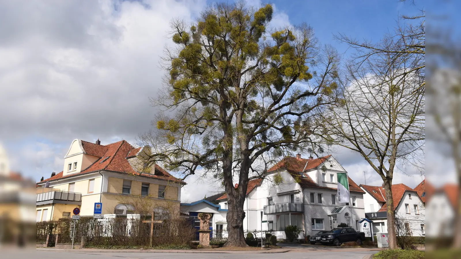 Linden stehen oft an heiligen Plätzen und sind tragen oft auffällige grüne Bälle n der Krone.  (Foto: Barbara Siebrecht)