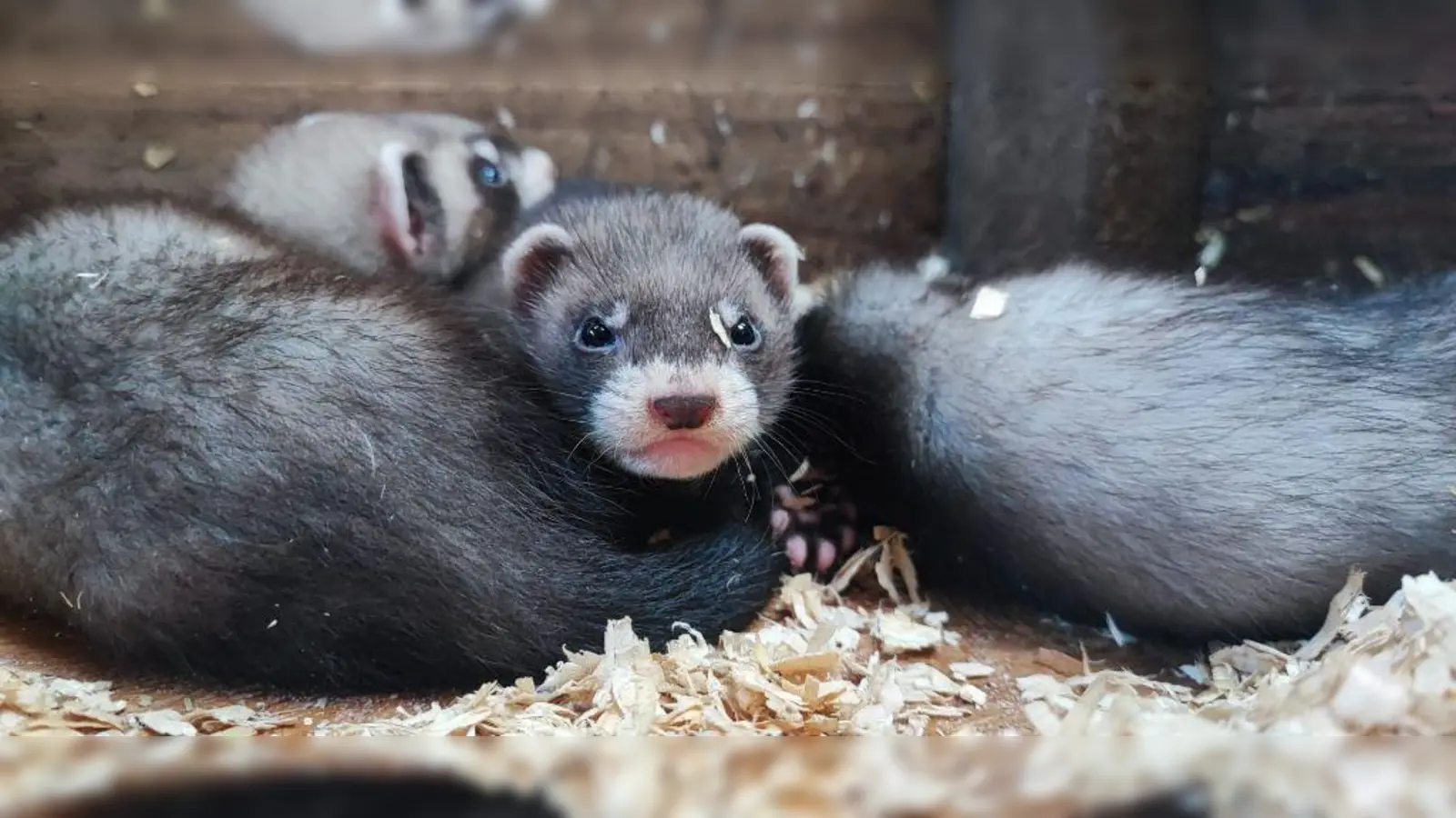 Das Team des Wildparks Neuhaus freut sich über Nachwuchs bei den Frettchen. (Foto: Lena Bretthauer, Wildpark Neuhaus)