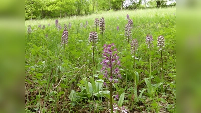 Naturnahe Waldwiese. (Foto: Michael Buschmann)