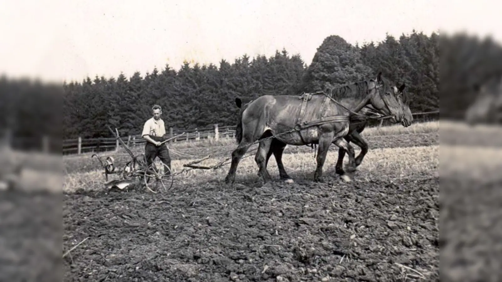 Pflügen eines Feldes auf althergebrachte Weise. (Foto: Stadt Nieheim)