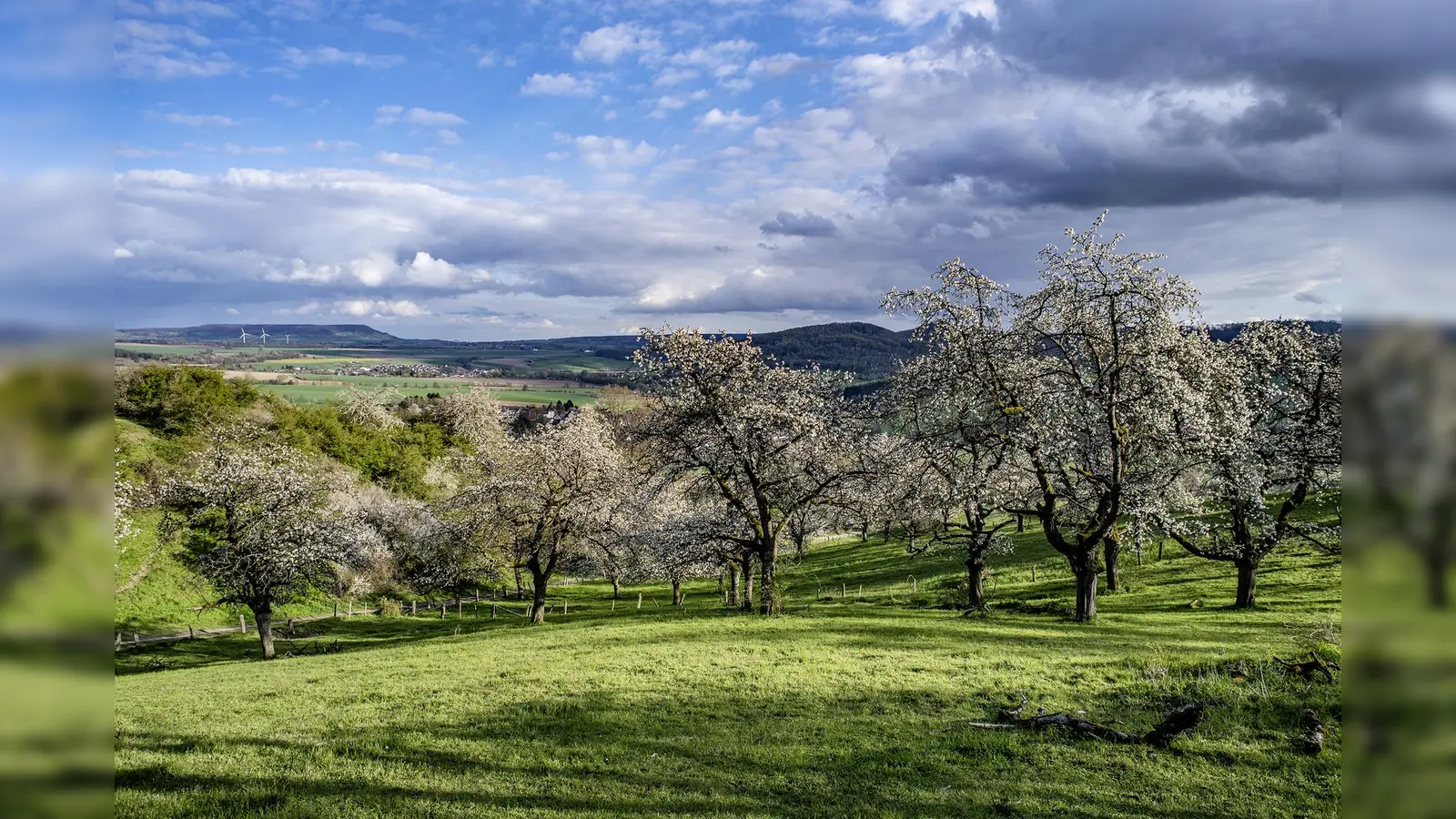 Der Kirschenweg Golmbach. (Foto: Jörg Mitzkat)