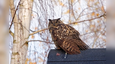 Uhu bei Reileifzen. (Foto: Heiko Niehaus)